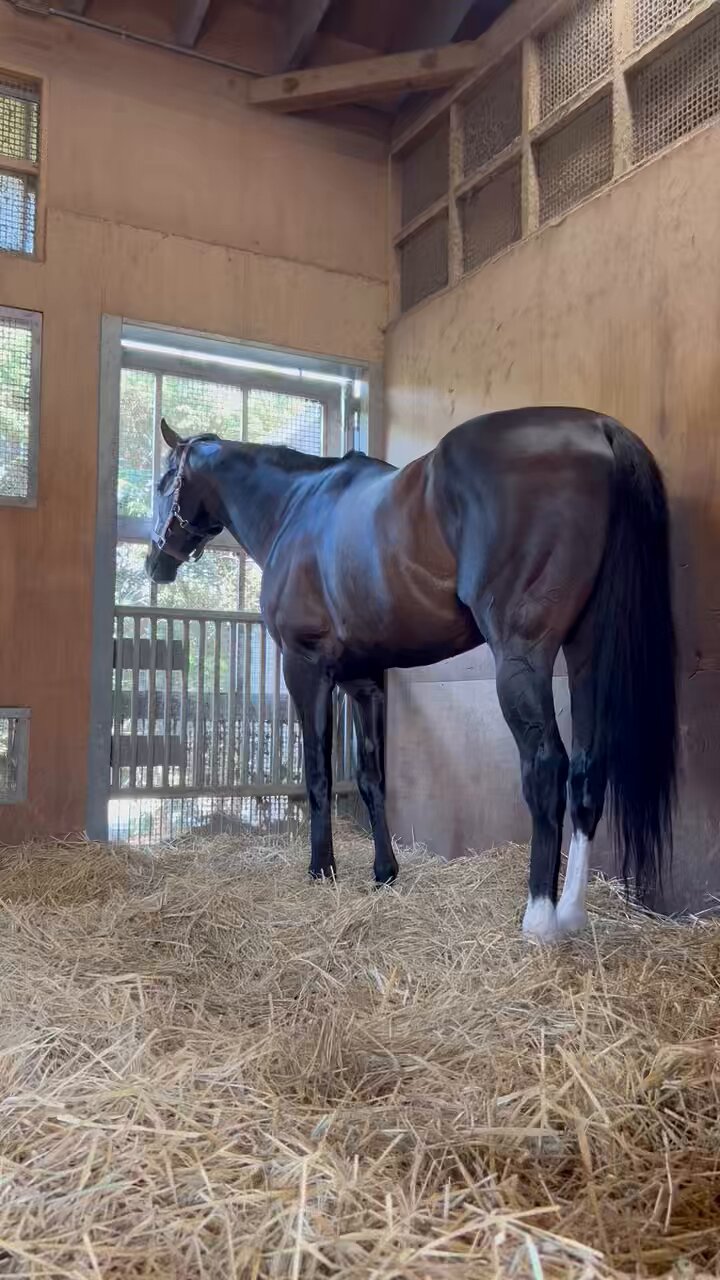 夢はターフを駆けめぐる 涙と笑いの競馬バラエティー　7冊　セット 夢はターフを駆けめぐる 6: 涙と笑いの競馬バラエティー | 光栄