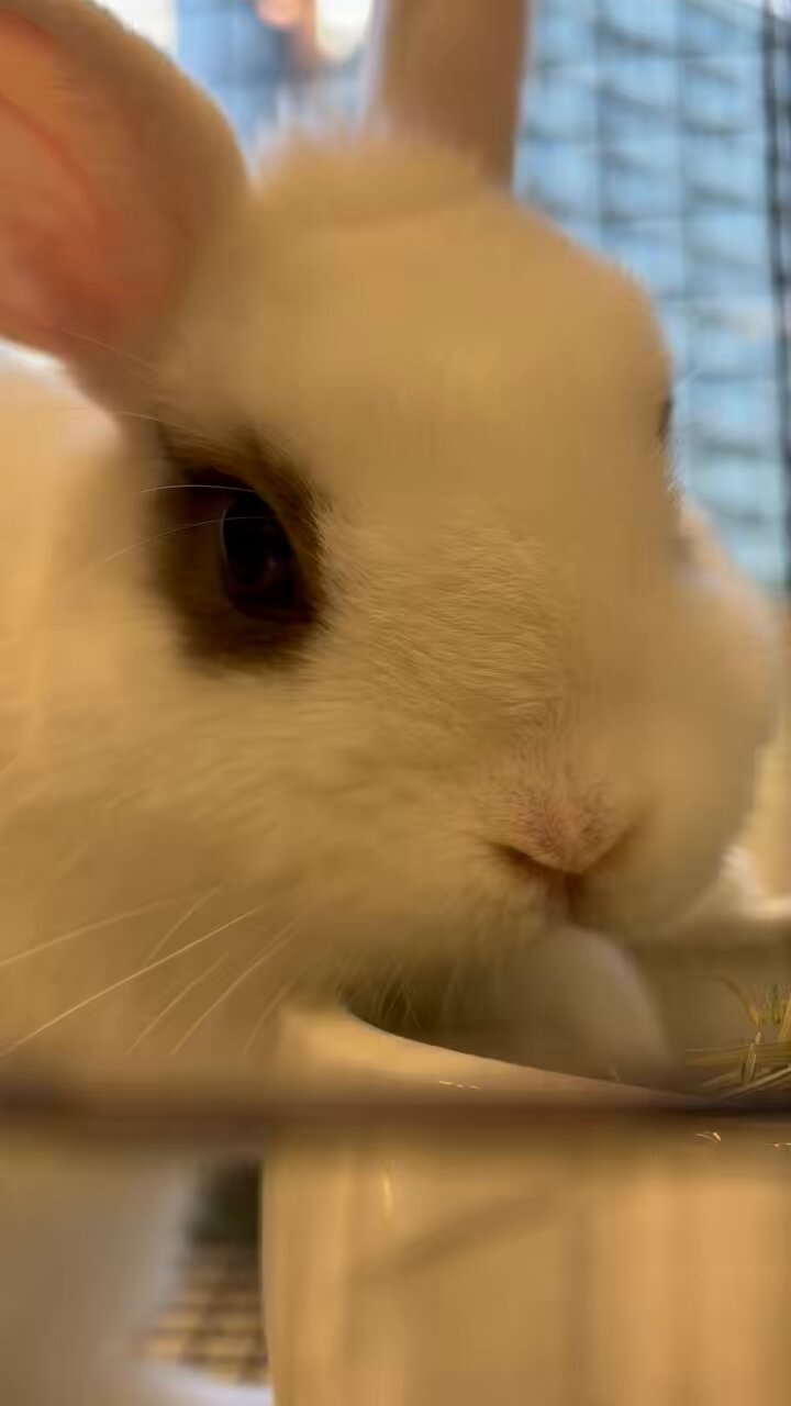 うさぎのしっぽ　②オーラソーマ 全速力で走り回る？！久しぶりのうさんぽにテンションマックス
