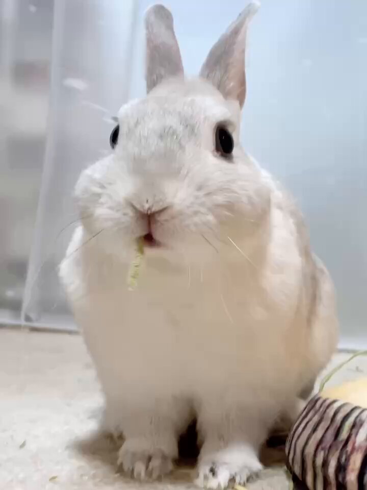 まるうさぎさま　おまとめ2点　オーガンジードッキングプルオーバー こうきまき（うさぎのもち🐰） on X: 