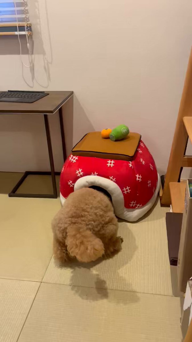 kinaです。トイプーちゃん ✨🌹Minnieちゃん🌹✨ 7/27 18:00更新♪ いつもとてもご丁寧なお