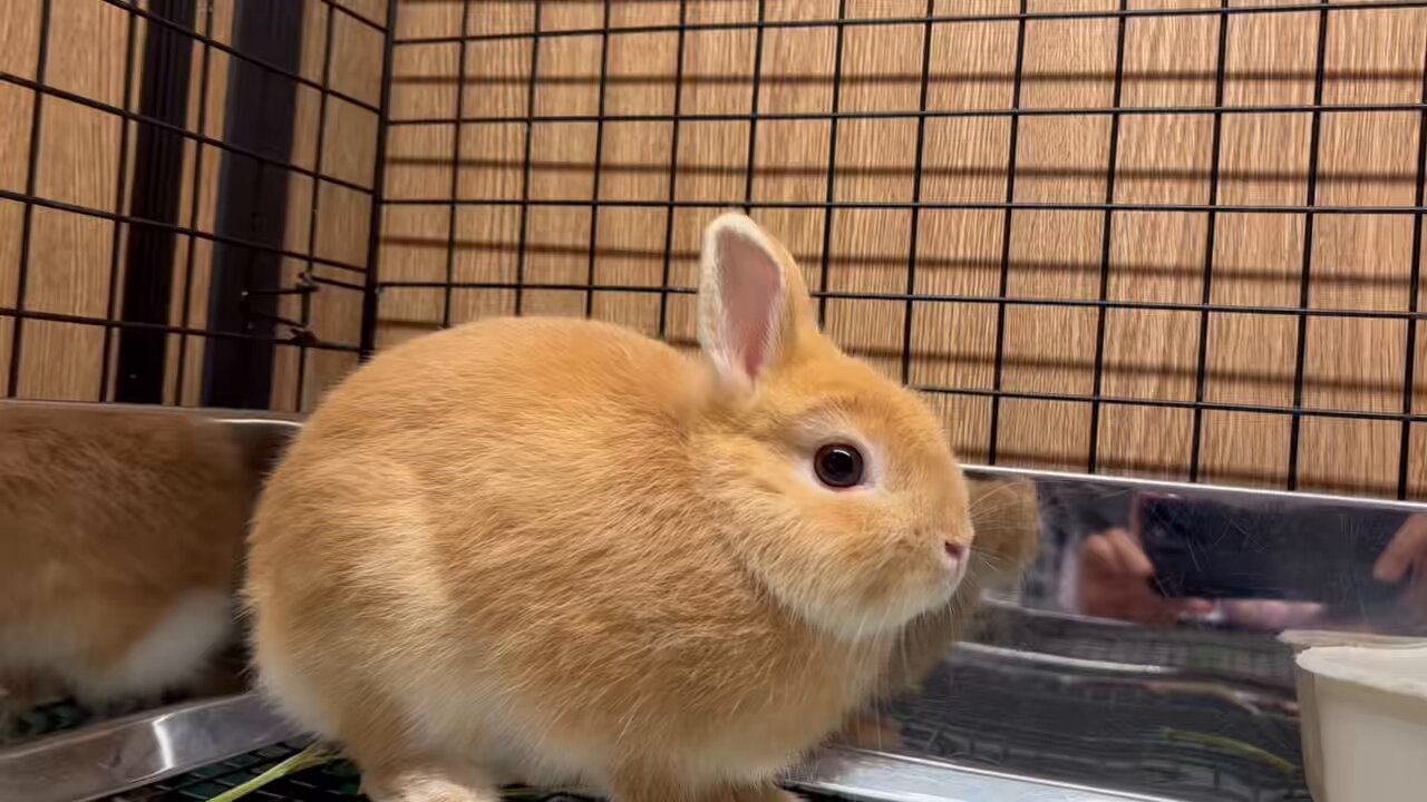 うさぎのしっぽ洗足店 on X: 