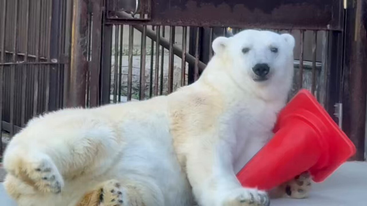 ✨ズーラシア新商品！ホッキョクグマ6種セット✨ 公式】横浜市立よこはま動物園 ズーラシア on X: 