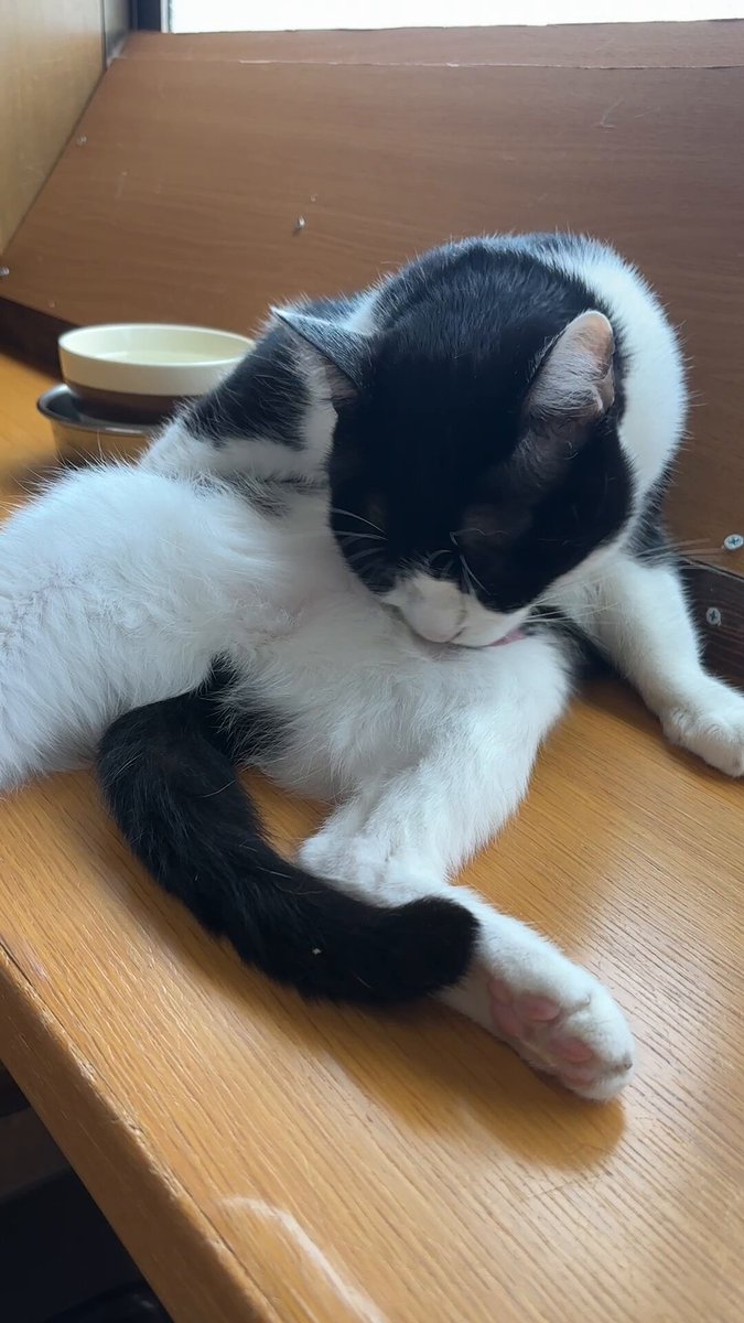 ヒマラヤン(ΦωΦ)♥む〜ちゃん(ΦωΦ)猫♥生後3ヶ月・里親様募集(ΦωΦ) ヒマラヤン(ΦωΦ)♥む〜ちゃん(ΦωΦ)猫♥生後3ヶ月・里親様募集