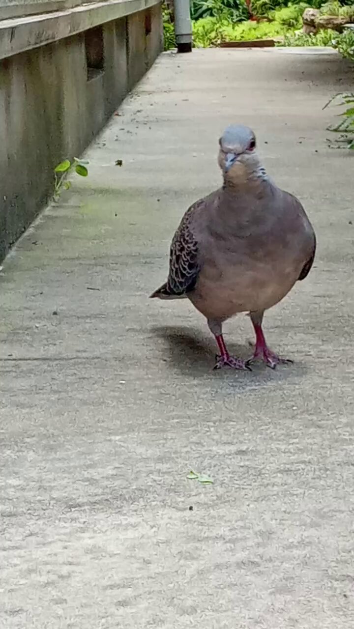ハトキチ𓅰 on X: 