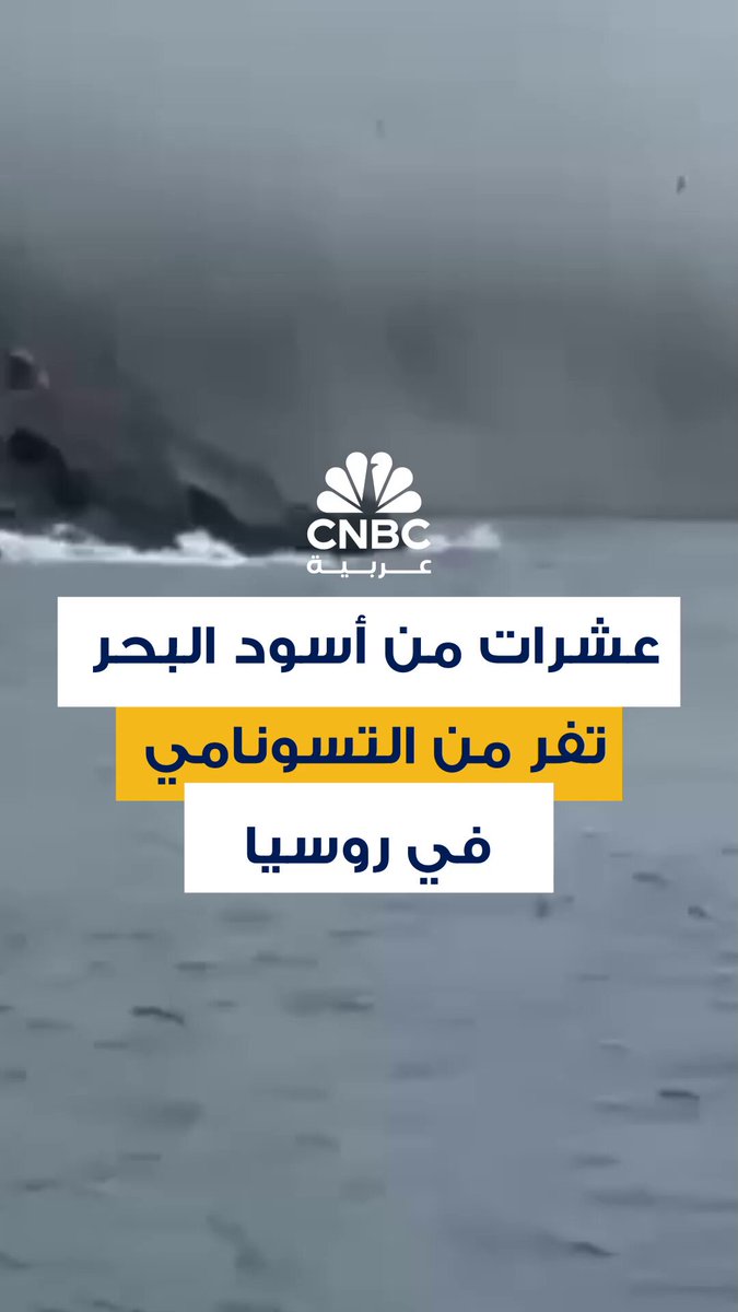 فيديو متداول للعشرات من أسود البحر وهي تفر من الأمواج المرتفعة بفعل تسونامي في جزيرة أوخوتسك الروسية، بعد زلزال بشدة 8.8 ريختر ضرب أقصى الشرق الروسي صباح اليوم الأربعاء 