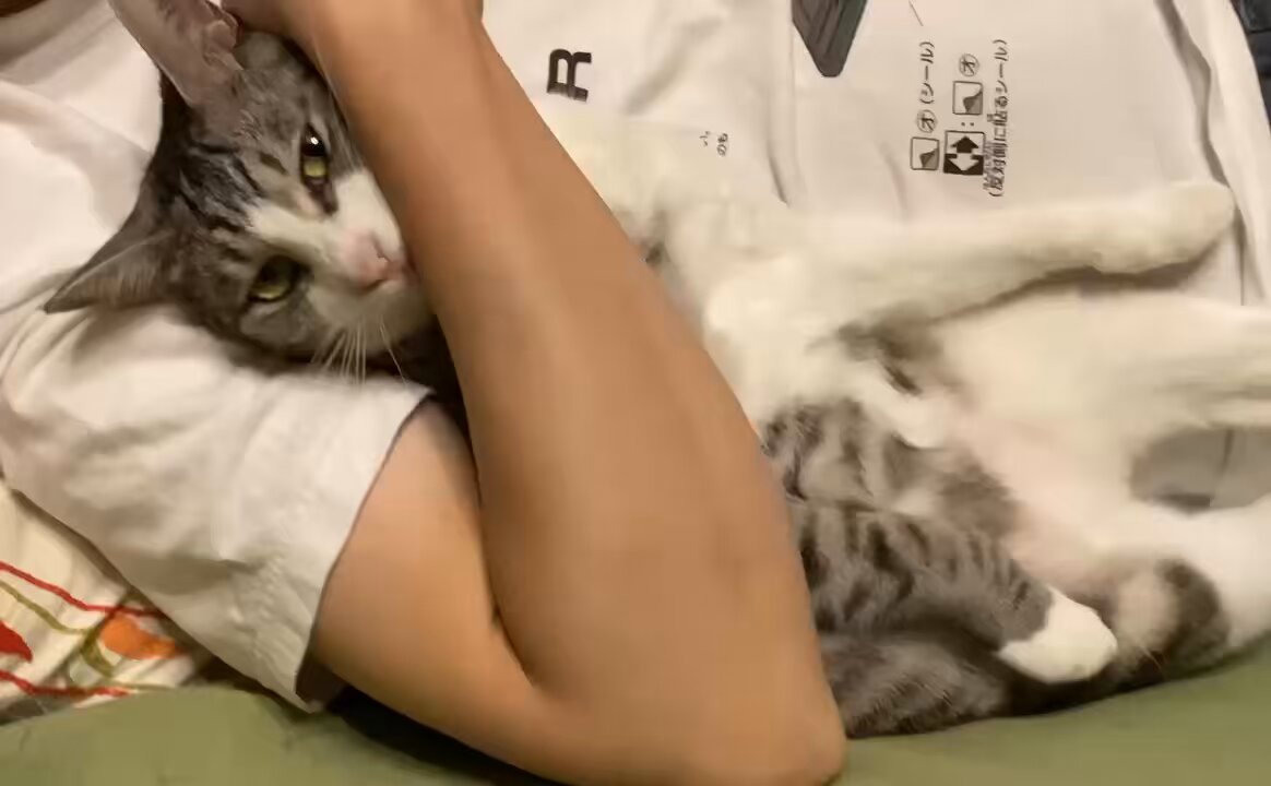 ♡ ねこちゃん 様、専用♡※他の方はご遠慮ください‼️ あきみつ🍃🐚 on X: 