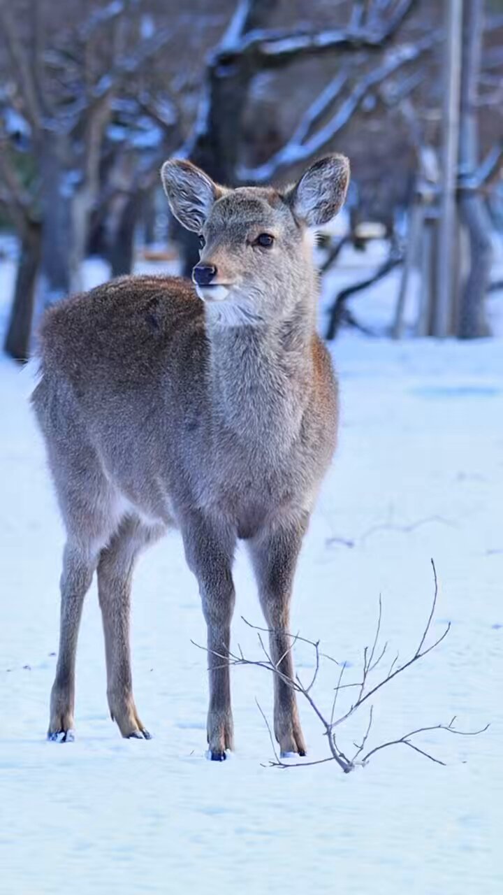 A deer / 鹿 鹿の鳴き声🦌 #奈良の鹿 #奈良 #奈良公園 #鹿 #わたしは奈良派