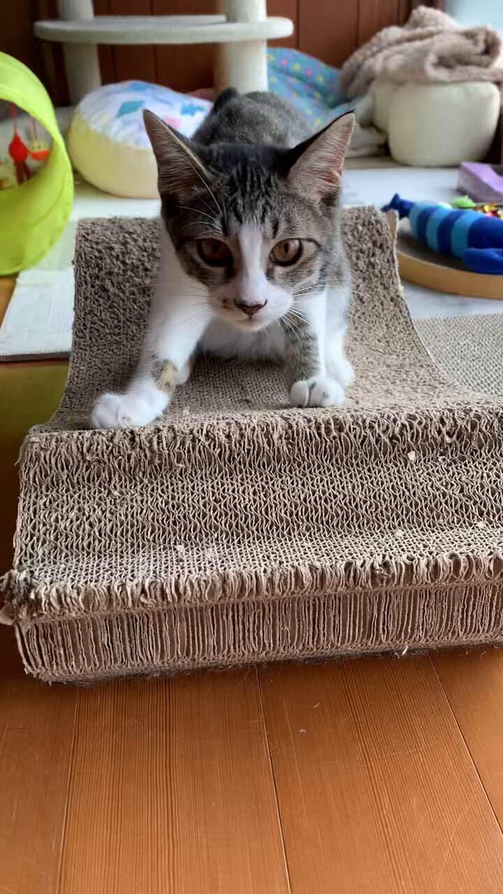 猫ちゃんパネル＊S＊体調悪くお返事遅くなります♡フラットポーチ2点お取り置き2点 ちひろ＠NNNから猫派遣されました on X: 