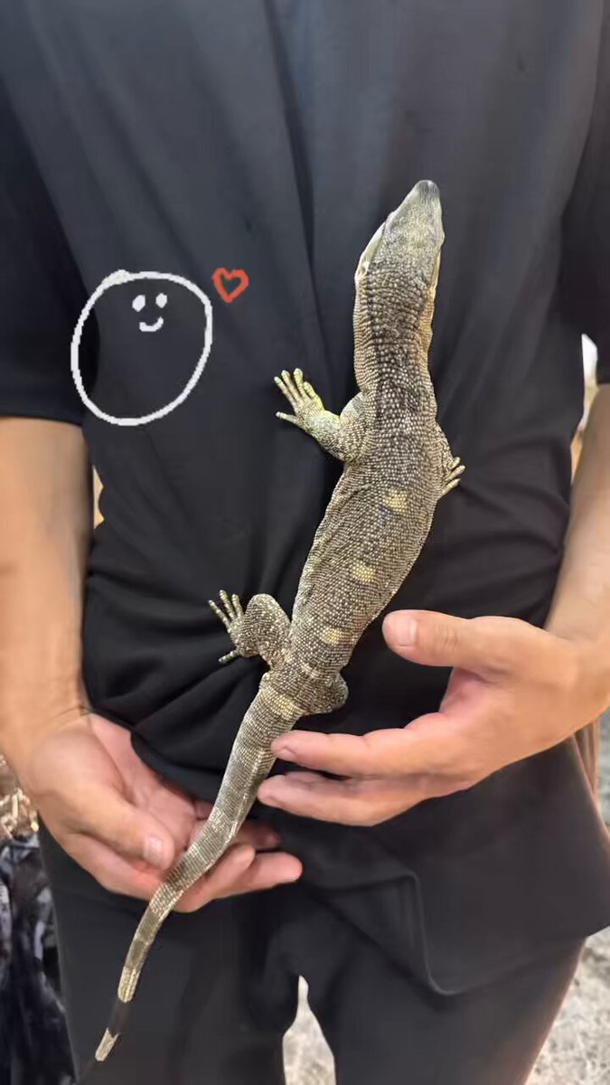 新品未開封　アフリカン・ロック 超ベタ馴れアフリカンロックモニター・(ノドグロ) | Reptile