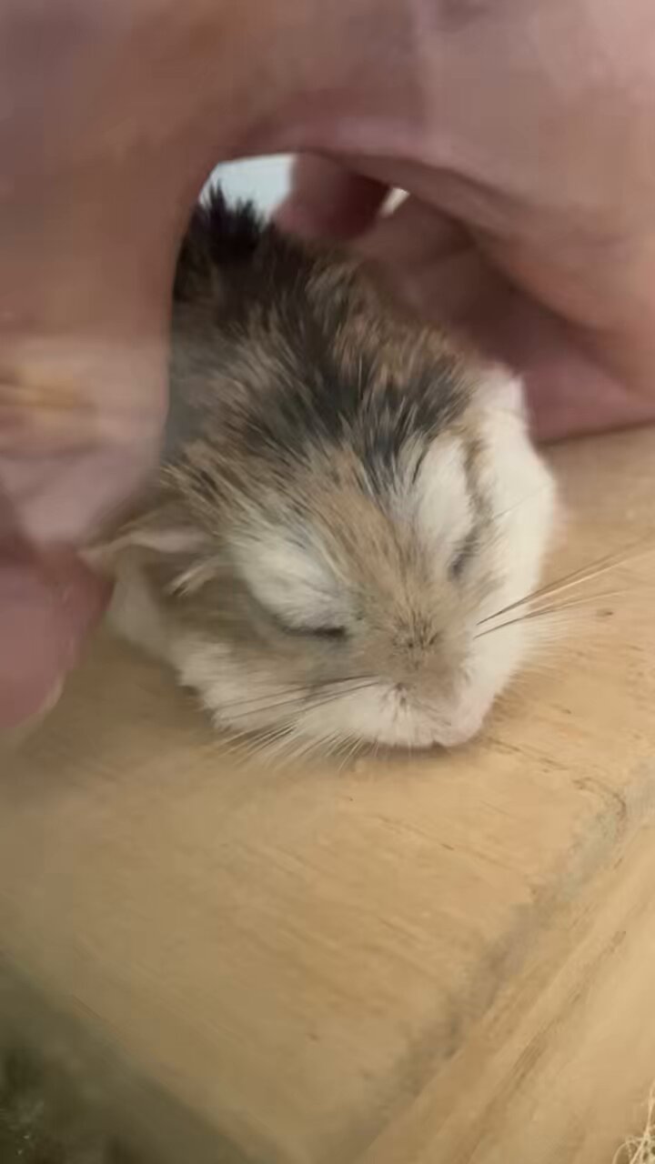 ♡はむはむちゃん♡ ハムスター】緊急！新生ハムちゃんず2！かわいいちびはむちゃん