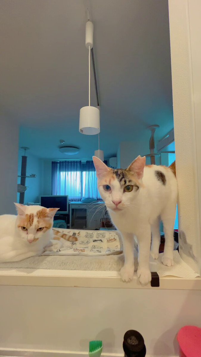 あめゆきねこ Amazon.co.jp: ニードルフェルトでねこあつめ 25号 (ゆきねこ