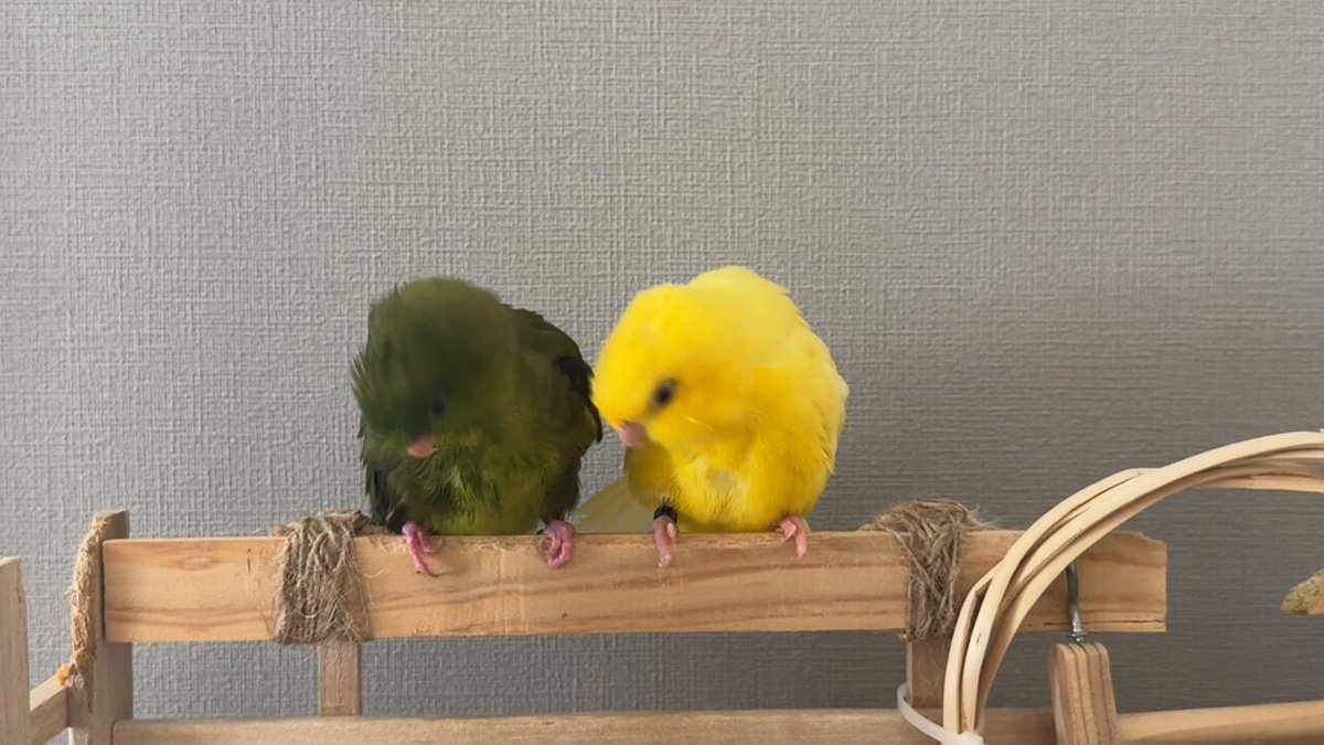 サザナミ　ページ サザナミのヴェルとアマリとウロコの花道@主はペイ