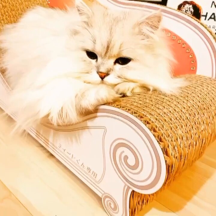 neko☆neko(9月11日9時頃まで) Stream MikuMegane_KuroNeeko | Listen to 96(=^☆Kuro ω Neko