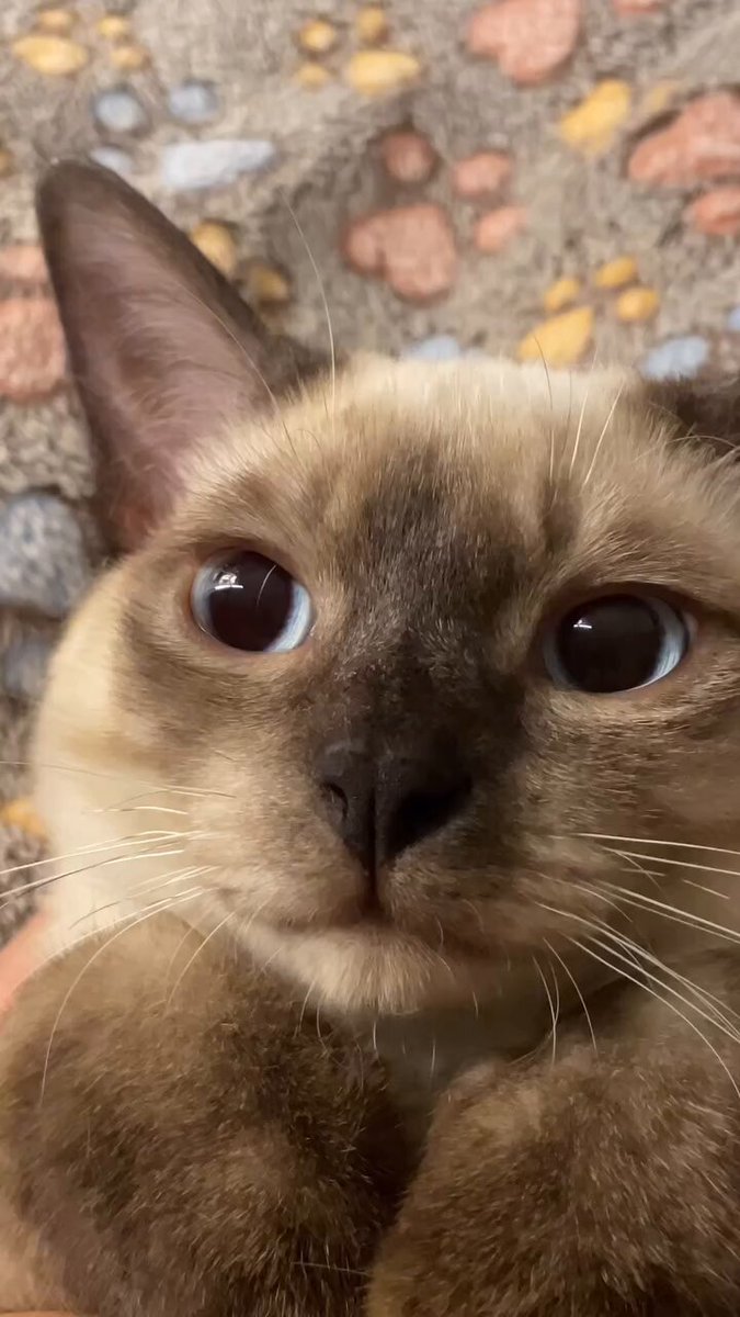 ねむねこ ねむねこ