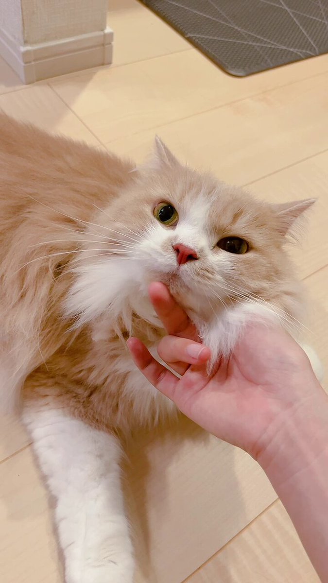 mog ·͜· ꕤ︎︎ページ mog (@mogmogmog312) / X