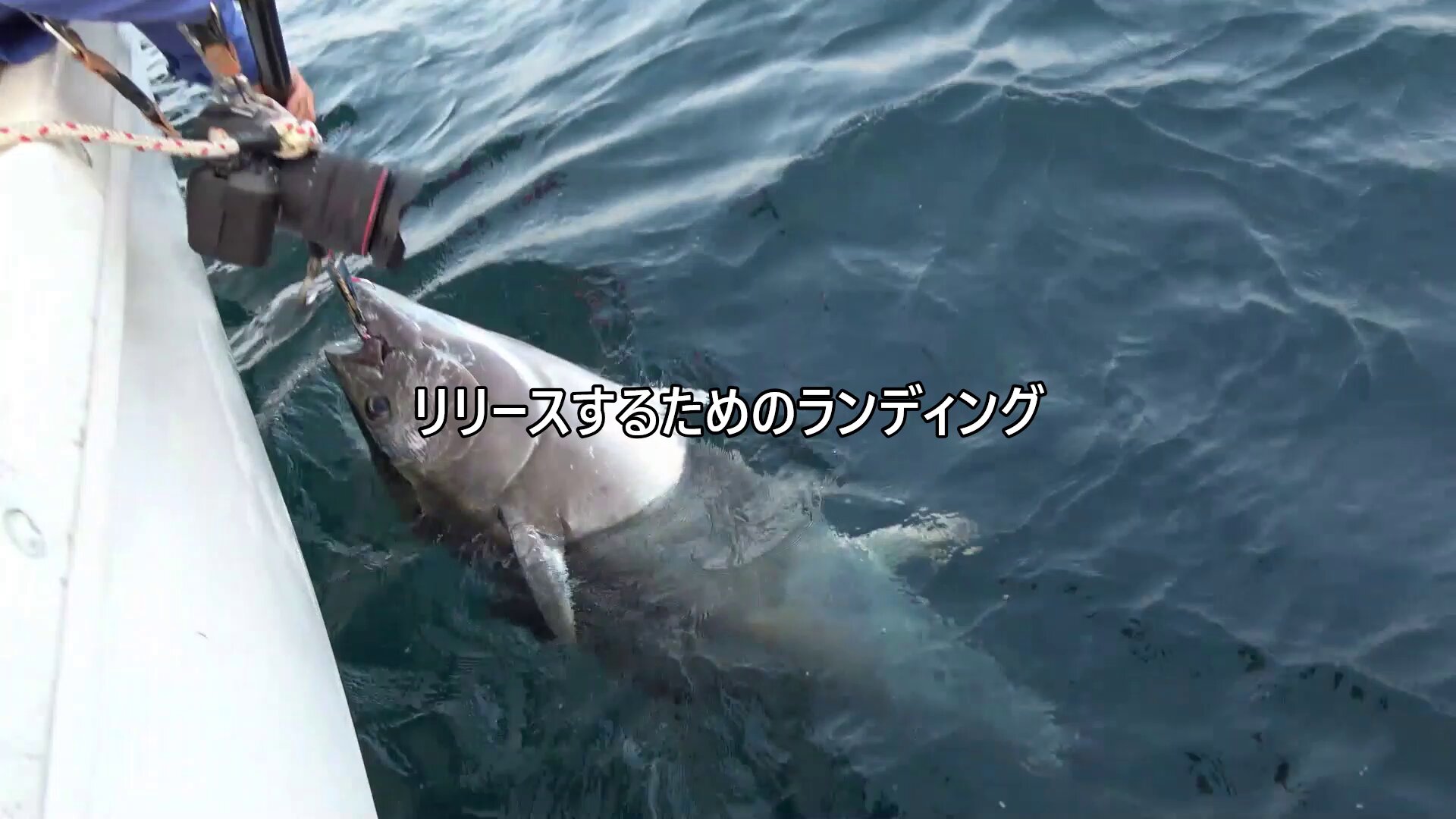 茂木陽一世界を釣る 1 海のモンスターたち 茂木陽一 世界を釣る 初版 Amazon.co.jp: 茂木陽一世界を釣る 1海