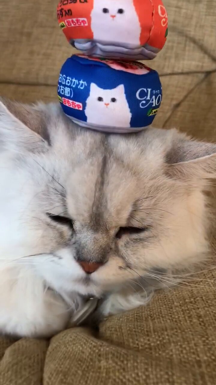 ネコちゃん photo ねこさん⚡(ΦωΦ) on X: 