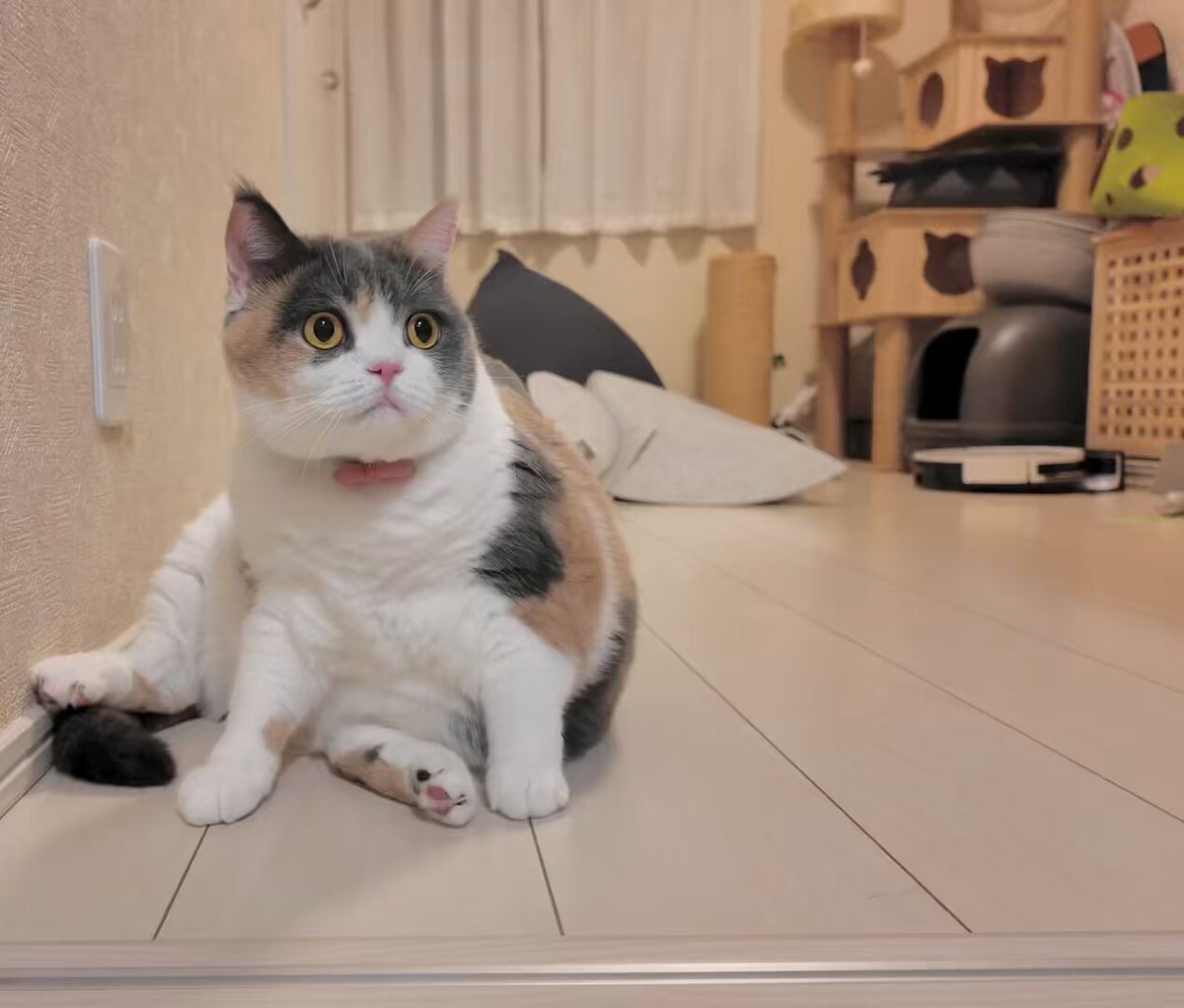 ふらんすねこ様♡ありがとうございます♡ i5rk31.jpg