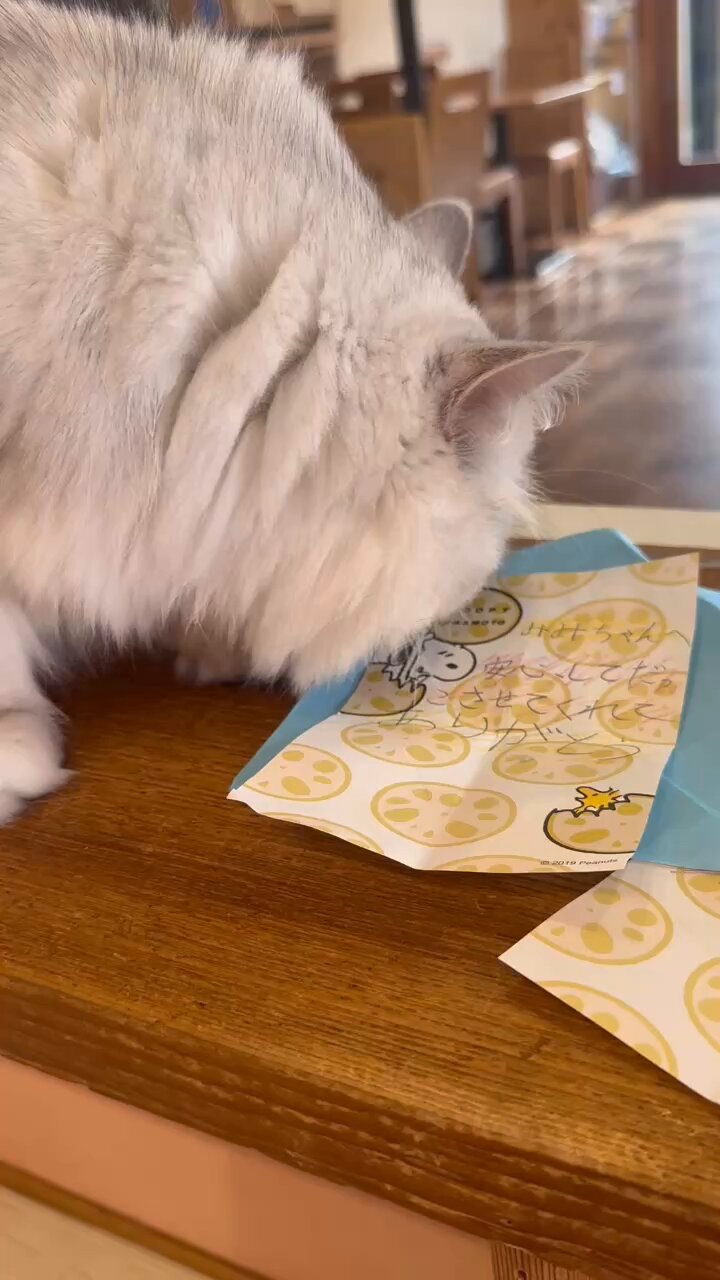 猫カフェ ねこぐるま on X: 