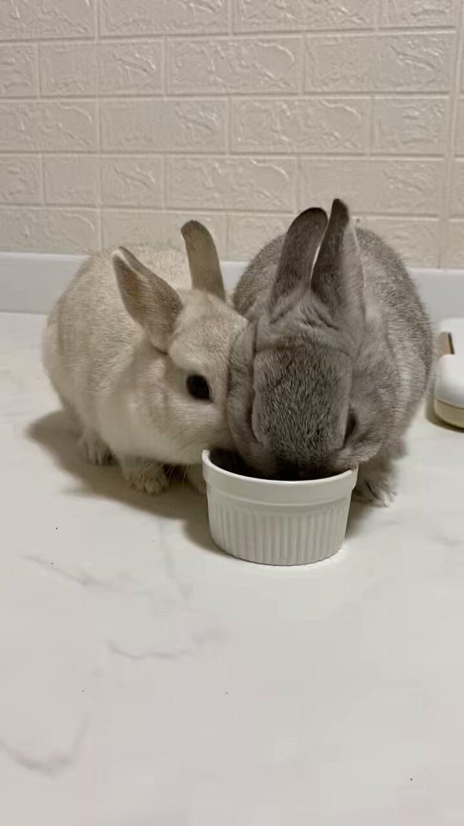 うさぎ Floppy Animal Rabbit／Senger / Shop ZUTTO for the long