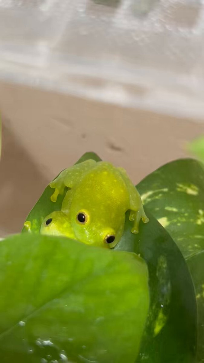 カエル侍ページ あまがえる（手のひらサイズ）：Japanese Tree Frog（紙工作