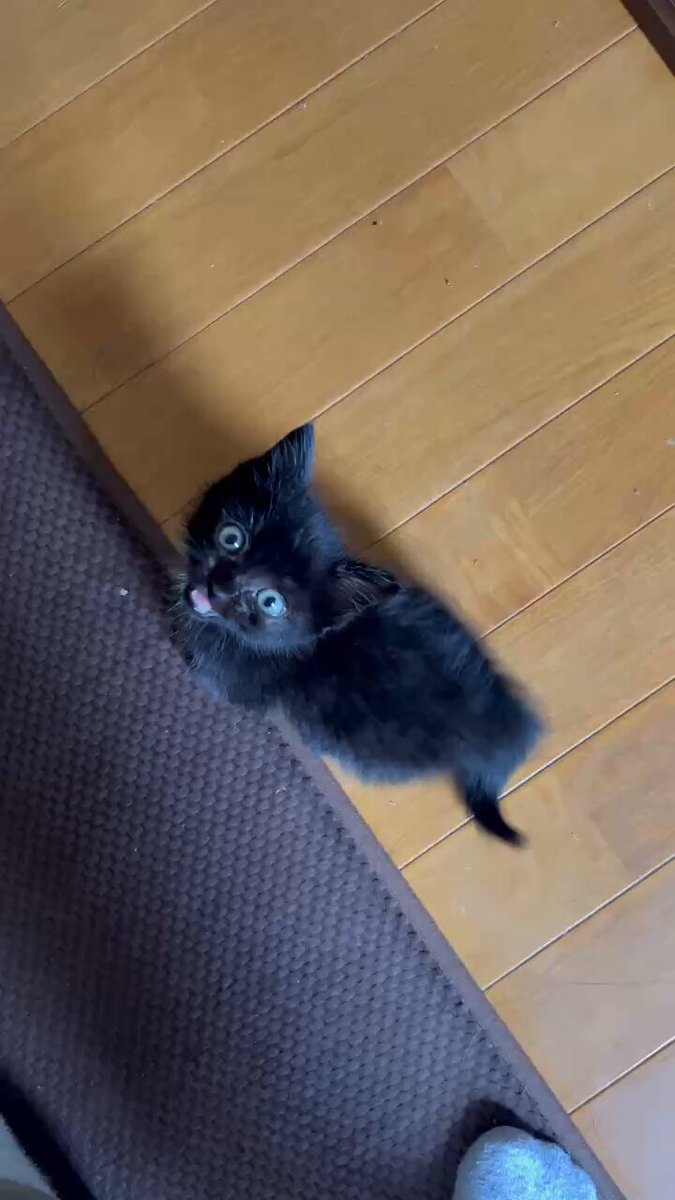 くろねこ＊ページ 奈月 on X: 