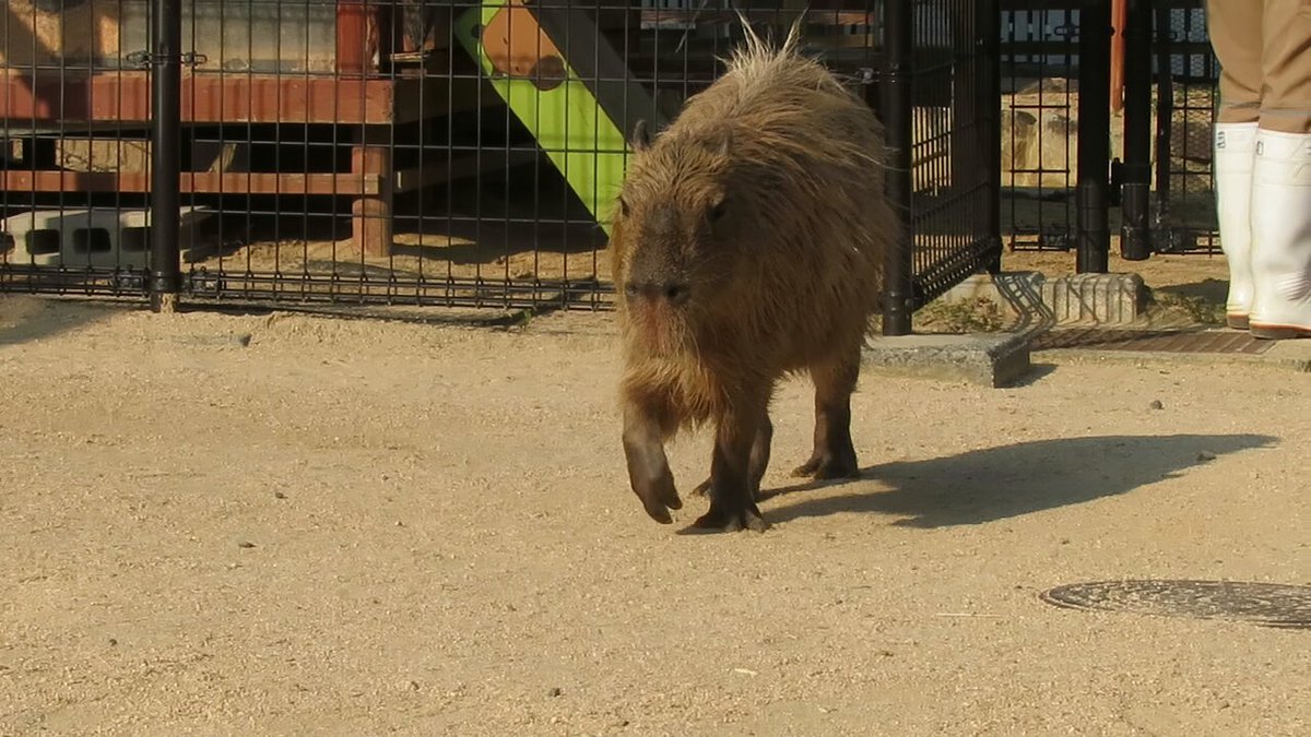 カピパラ様 ポカポカ陽気の中 飼育員さんと戯れる カピバラさん。 本当は