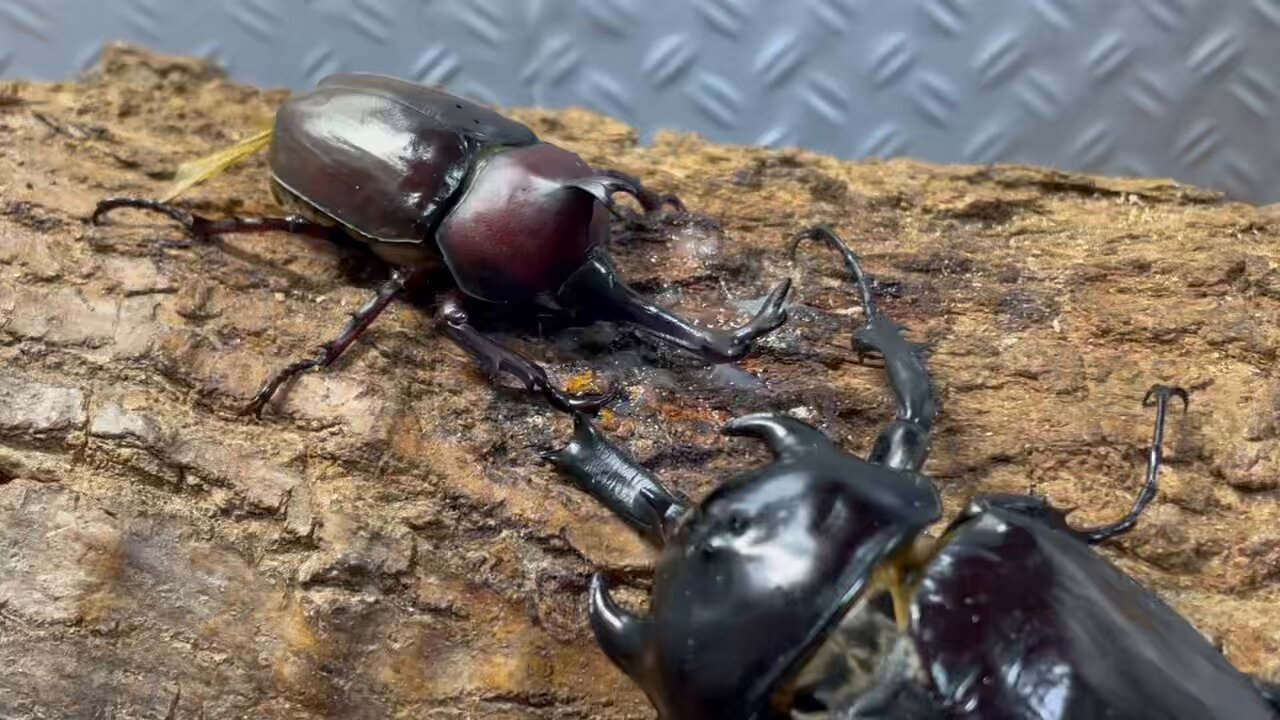 カブトムシ⚘ ˚ 先日挑戦したカブトムシ02ガチャが凄すぎました😱ぱっと見