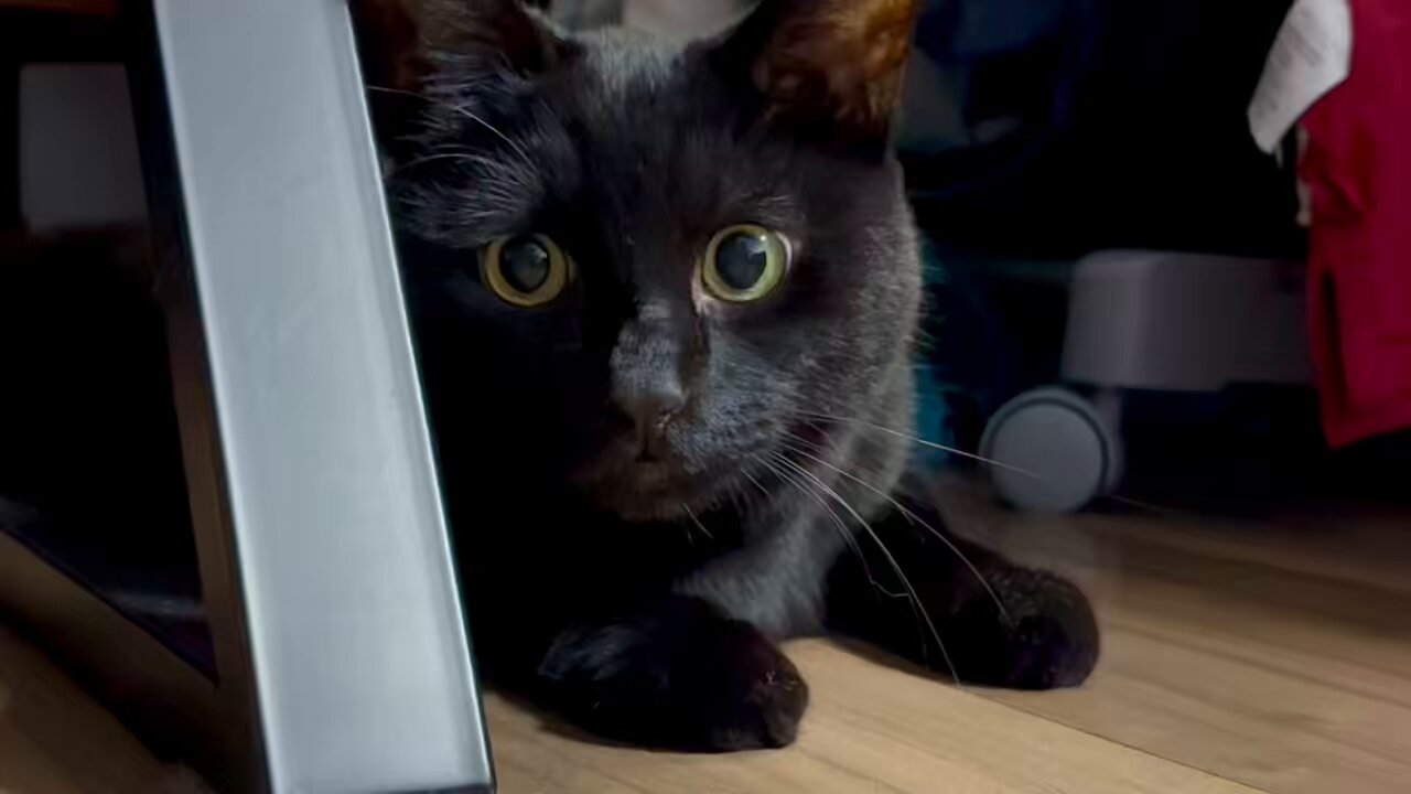 ねこ おせちちゃん🍱 on X: 