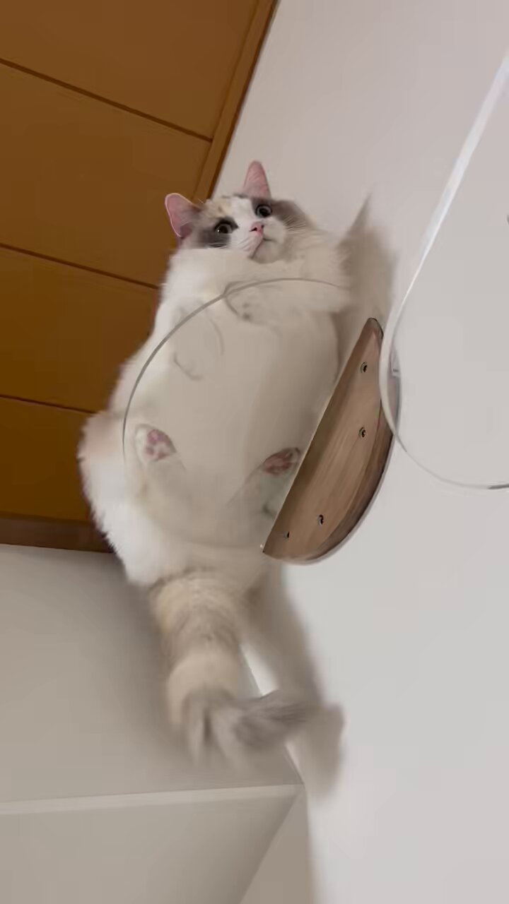 奇天ねこ StarsMao Magician Cat JSK by Chinese Indie Brand