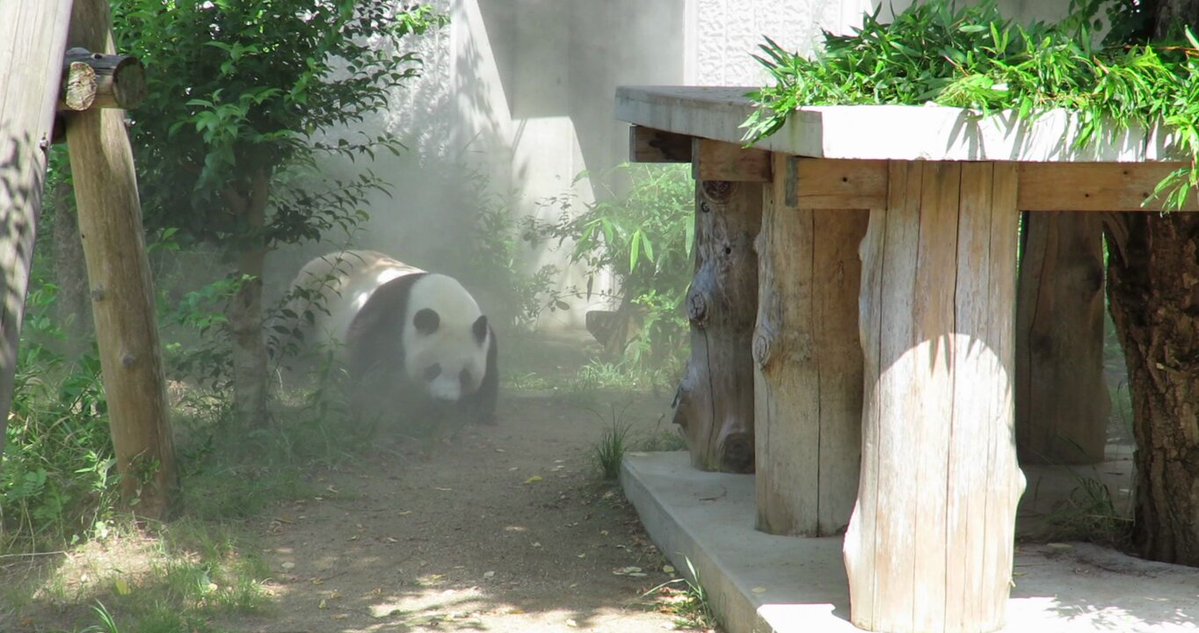 パンダ様 PANDA KENJI (@PANDA_KENJ1) / X