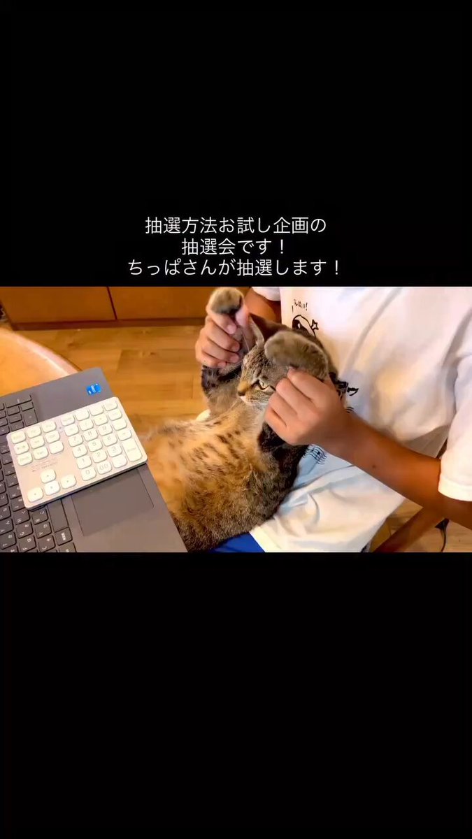 うちの子のけだまだま　セルフペイント　ねこ 　猫 セルフペイント ハチワレ猫に塗ってみる ガラスペイント | うち