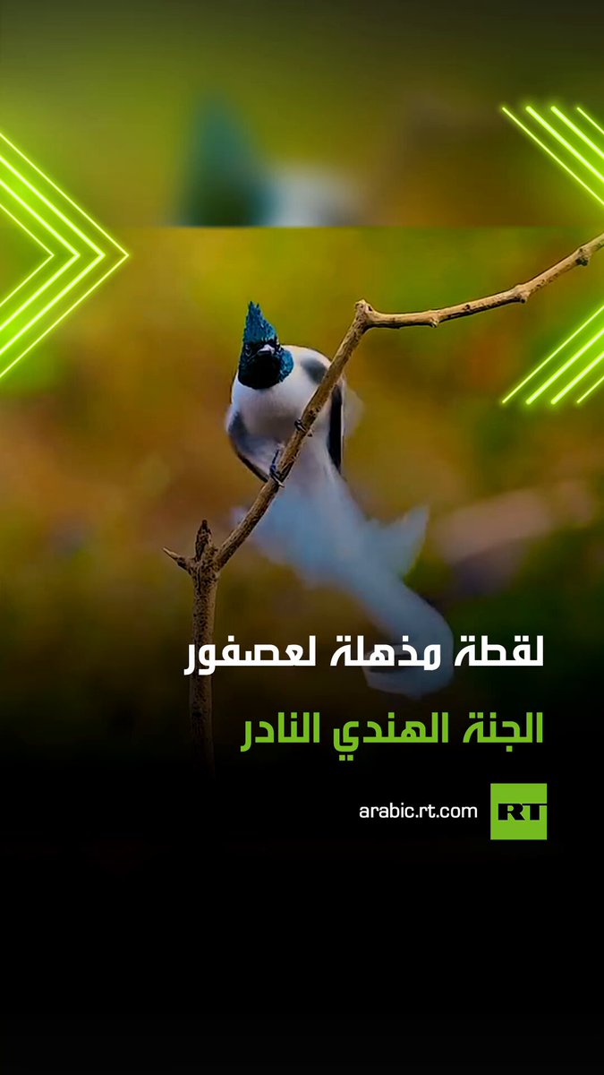 جمال الطبيعة في أبهى صوره .. مشهد رائع لطائر الجنة الهندي المعروف بريشه الساحر ومنقاره الصغير المسطح الذي يساعده على اصطياد الحشرات الطائرة بمهارة عالية. #عصفور 