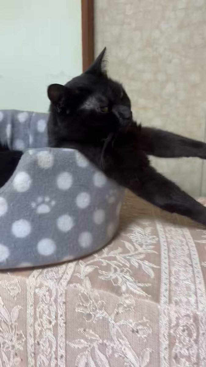 黒猫大好き 黒猫アルル on X: 