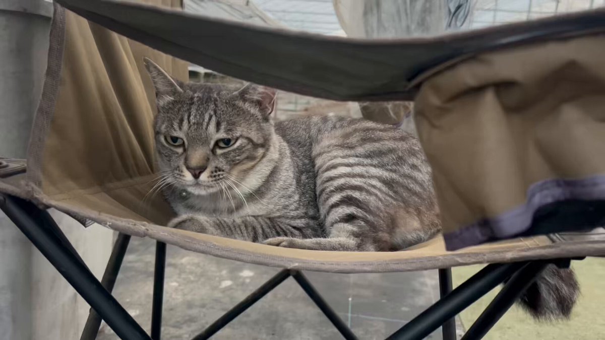 トラ猫ゴロー ゴロー🐾 on X: 