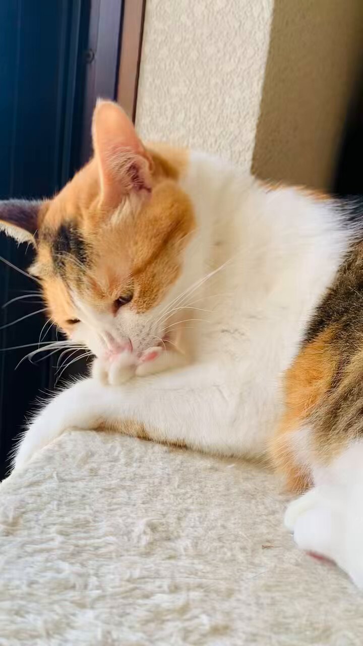 三毛猫♡ 三毛猫 - Search / X