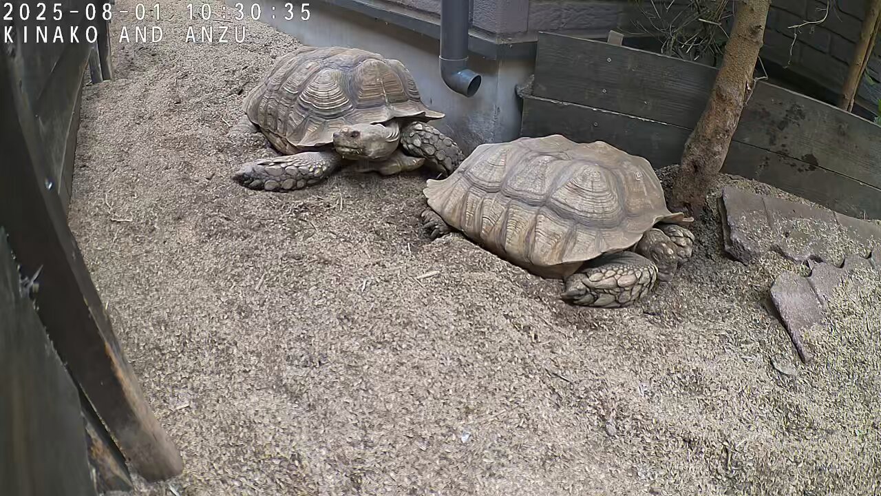 ぽこぽん さくら（ウイングセカン・タフボディ・V-LOP・らくらくベルト