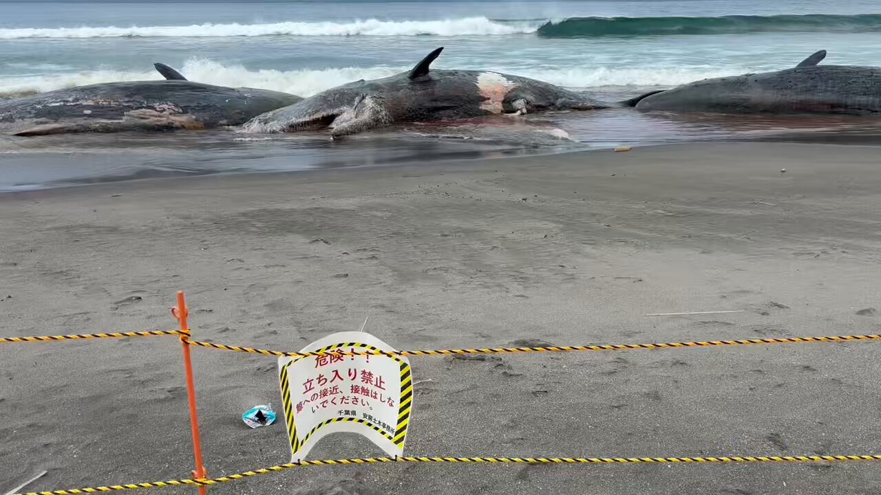 『クジラ乗り場はこちらです』 はやと on X: 