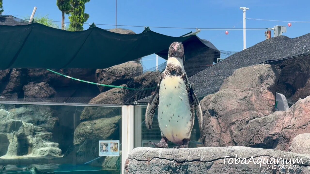 鳥羽水族館（TOBA AQUARIUM） (@TOBA_AQUARIUM) / X