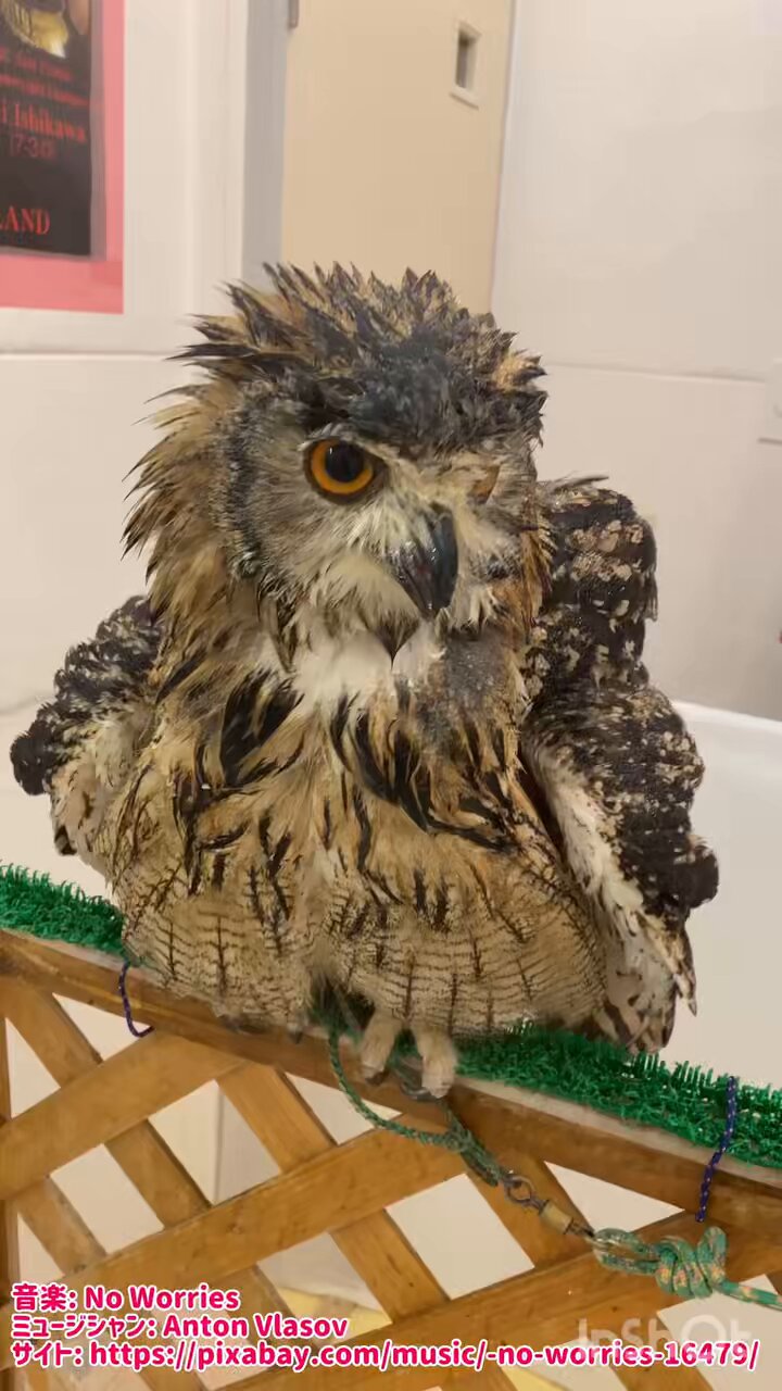 OWLCAFE-フクロウのみせ月島 【公式】 on X: 