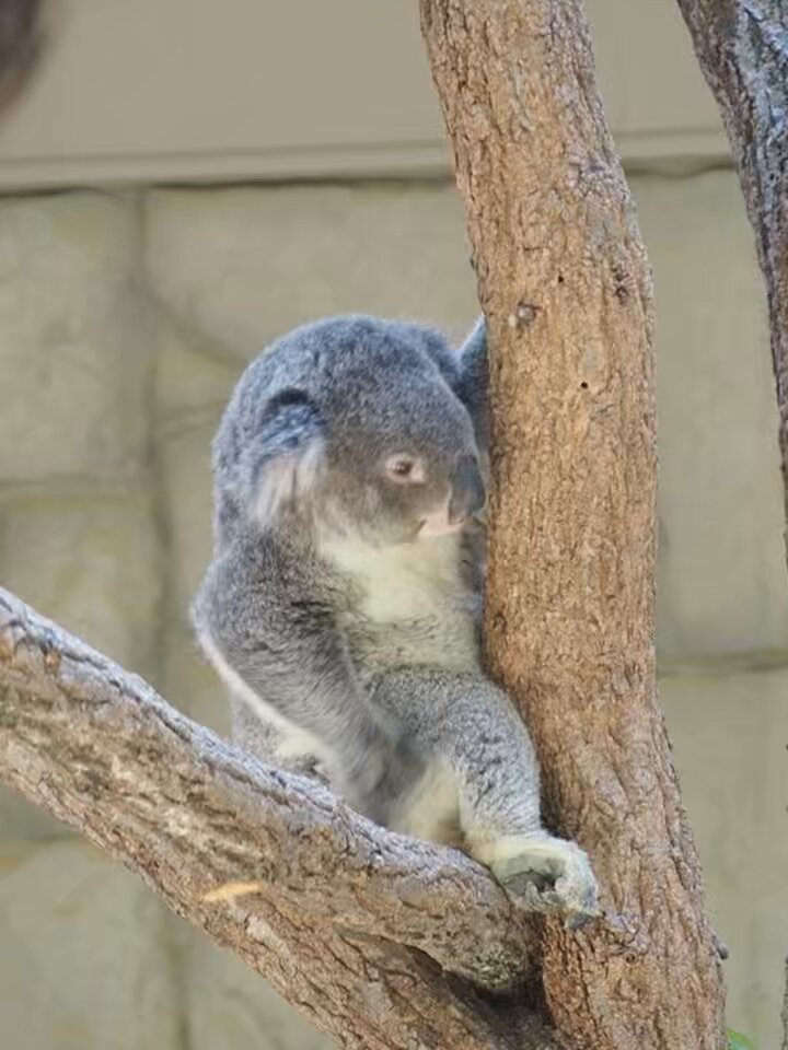 ワンダーコアラ やまこじ on X: 