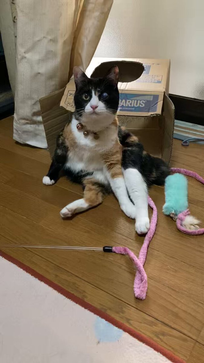 キャットみーちゃん キミとワタシのSUMIKA】保護猫活動にも取り組む”猫想いな工場”と