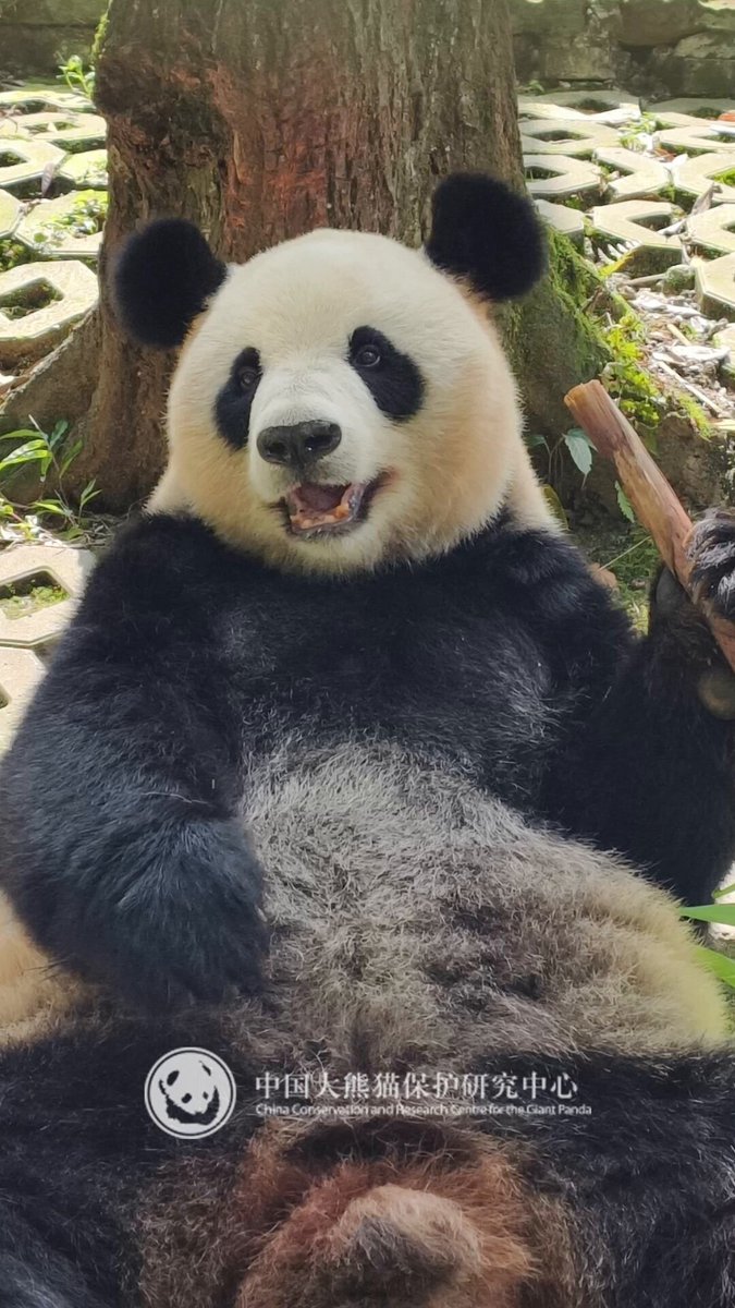 シャンシャンTシャツ パンダフェス パンダ自身 pandajisin on X: 