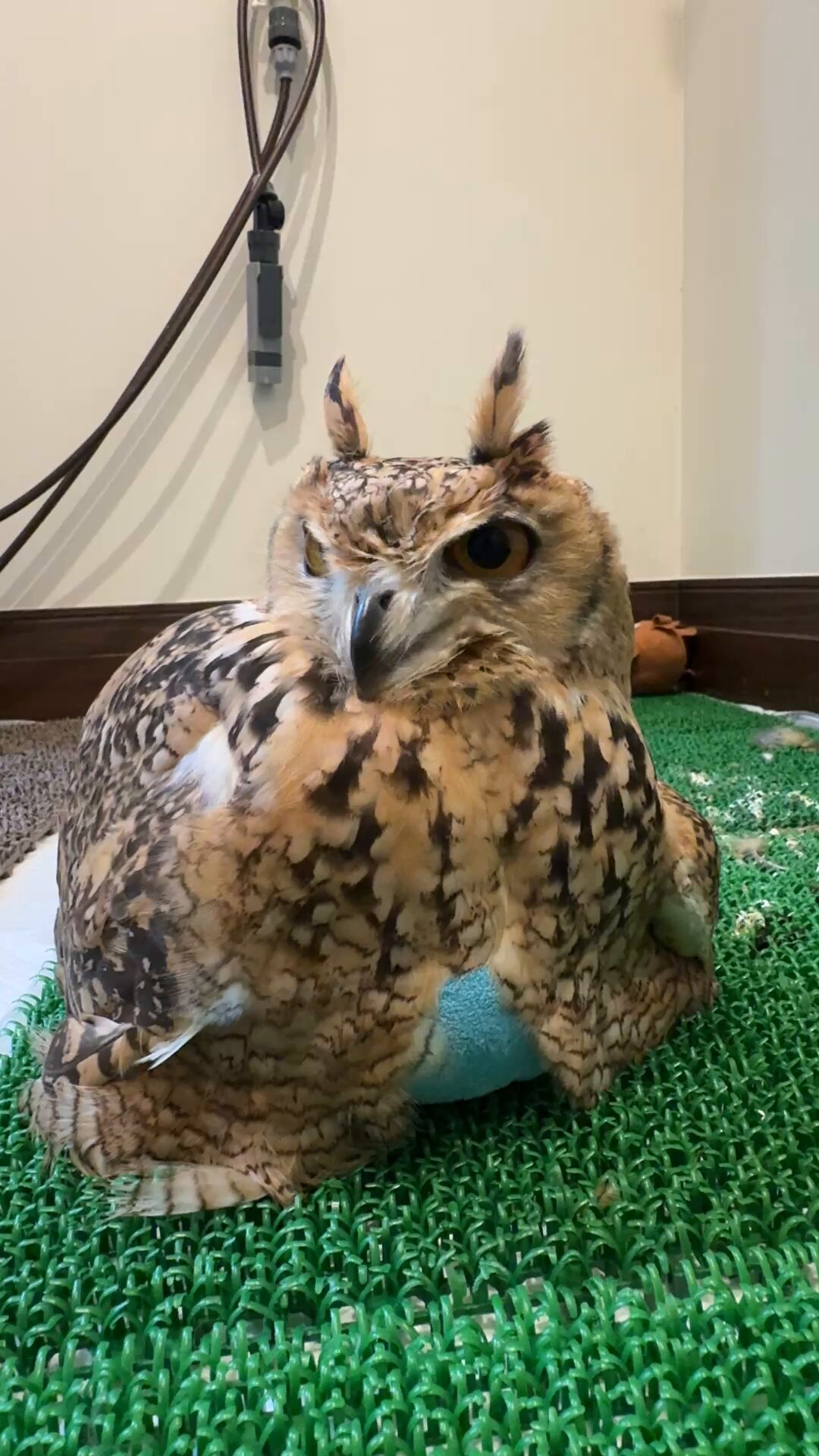 なんかよく分からないフクロウ 意外と知らない！？ 魅力たっぷりなフクロウの体の秘密5選