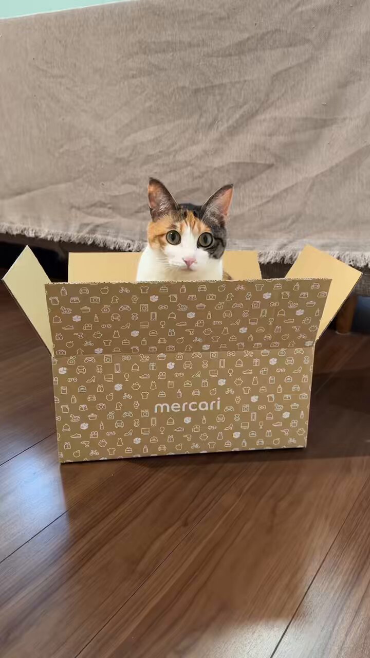 メルカリで24時間以内に売れなければ300円❗️「みんな待ってる花猫ニャンコ」 メルカリで本日中に売れなければ300円❗️「みんな待ってる花猫