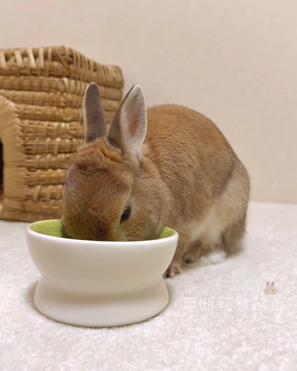 myumyu**　Babyうさぎ8点 うさぎ ぬいぐるみ ウサギ ふわふわ キュート販売 CUTE MOUMOU
