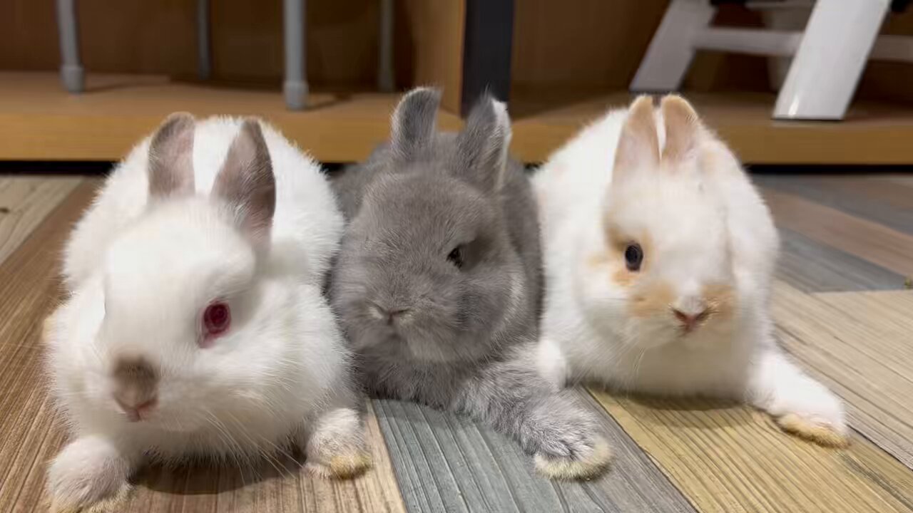 うさぎのしっぽ洗足店 on X: 