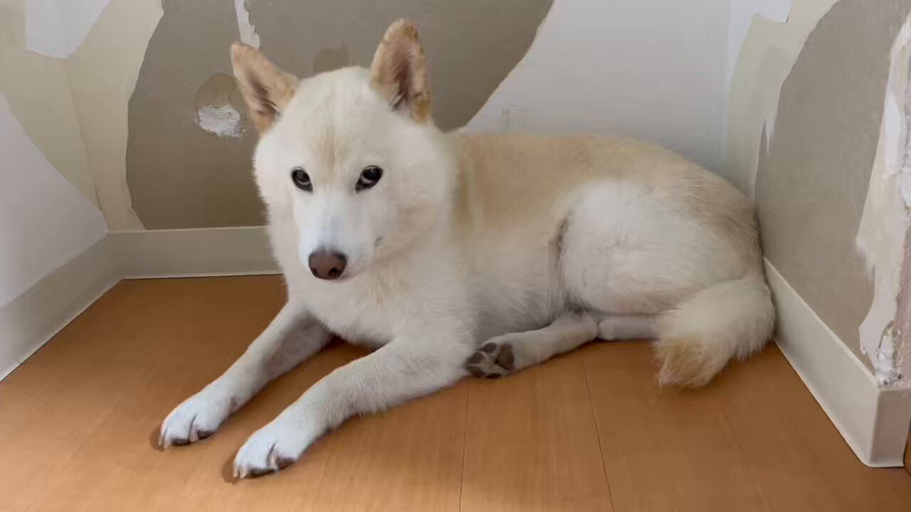 しろい犬 photo-1695026057379-