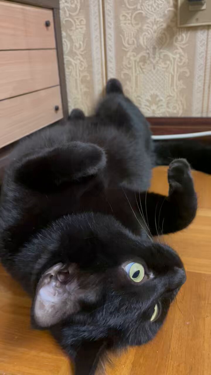 黒ねこちゃん 黒猫つくねちゃん太しっぽ on X: 