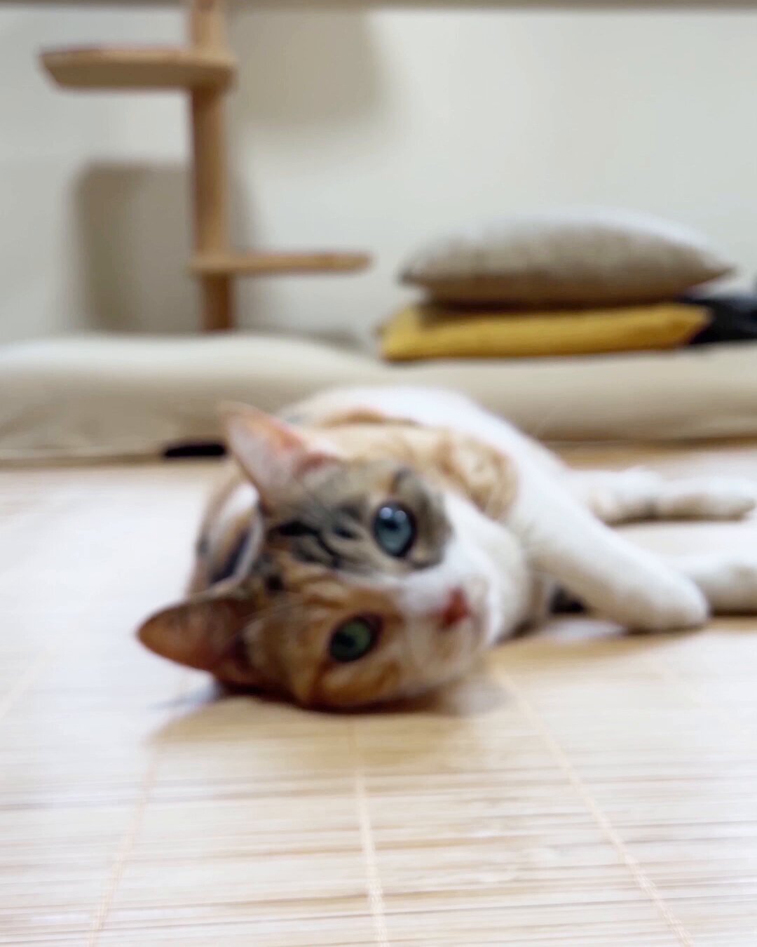 お花摘み菊の門 (@2OLVMvdl3m5SjLe) / X